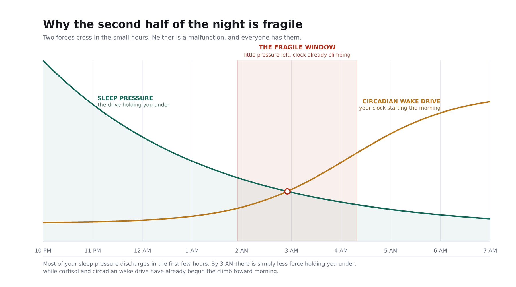 A chart showing sleep pressure falling through the night while circadian wake drive rises, the two lines crossing shortly before 3 AM